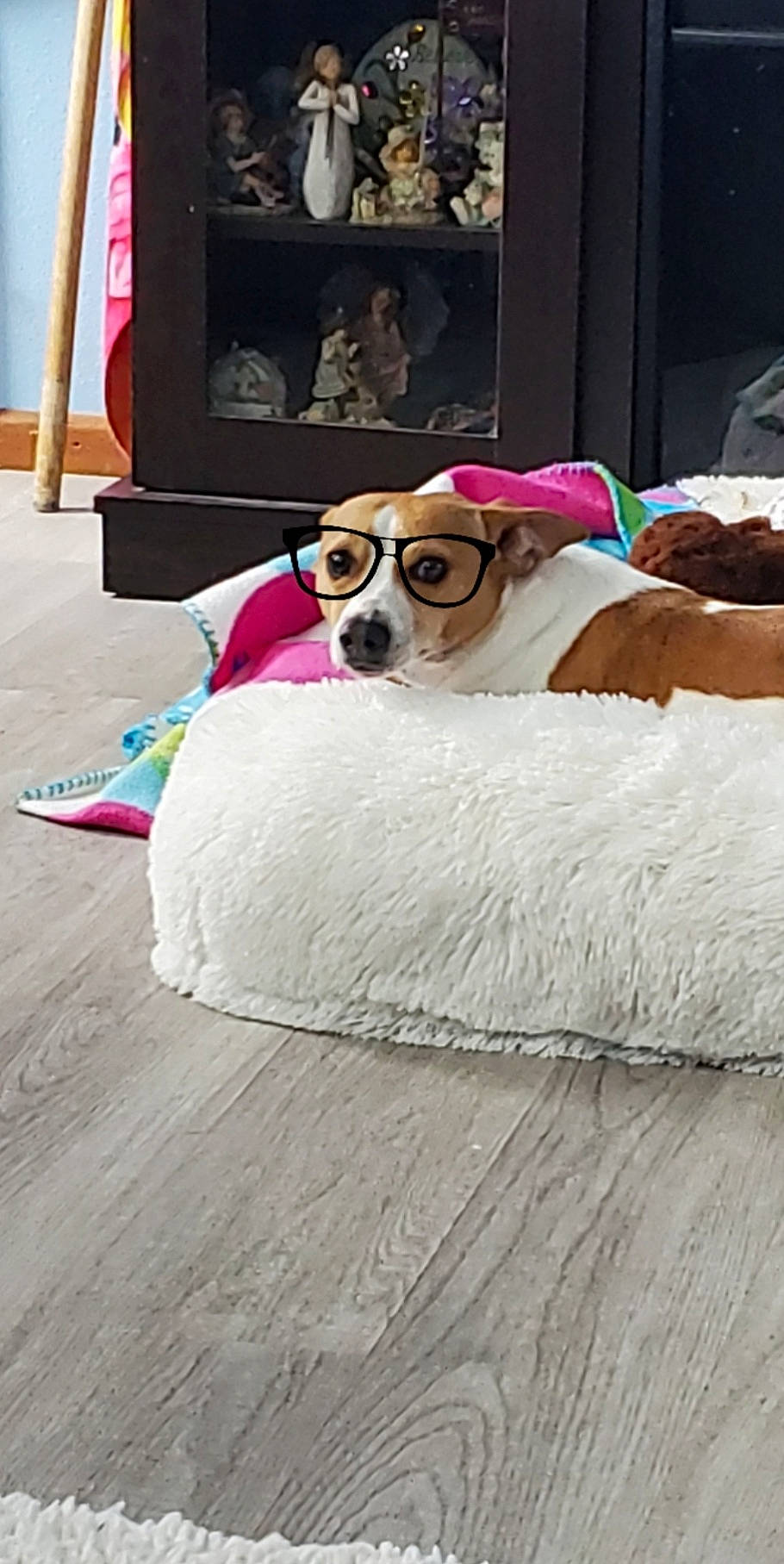 Owen is registered to the contest to win money with this photo: canidae, carnivore, collar, comfort, companion_dog, dog, dog_breed, dog_supply, eyewear, fawn, flooring, fur, hardwood, linens, living_room, magenta, pet_supply, sporting_group, wood, working_animal