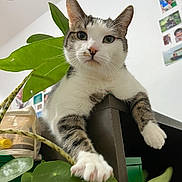 Pablo participe au concours pour gagner de l'argent avec cette photo : cat, tabby, white_fur, paw, table, indoor, plant, green_leaves, curious, relaxed, pet, feline, wall_photos, cozy, close_up, houseplant, domestic_cat, whiskers, claws, fur_pattern