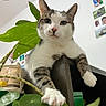 cat, tabby, white_fur, paw, table, indoor, plant, green_leaves, curious, relaxed, pet, feline, wall_photos, cozy, close_up, houseplant, domestic_cat, whiskers, claws, fur_pattern