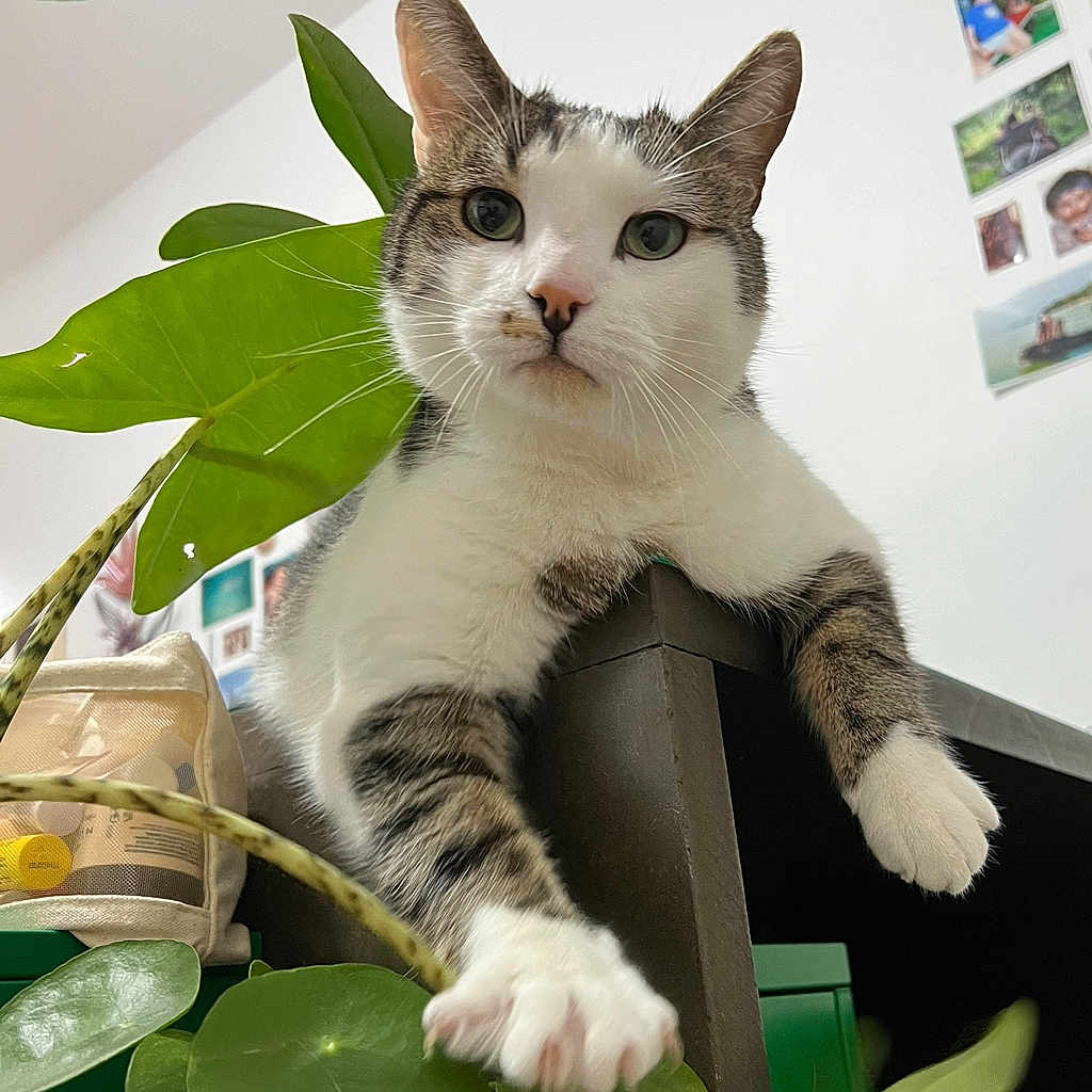 Pablo
