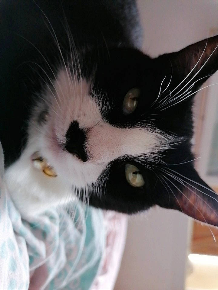 Kiko a rejoint le concours — aidez-le/la à gagner de superbes lots ! black_cat, carnivore, cat, claw, comfort, domestic_short_haired_cat, ear, eyelash, felidae, fur, paw, small_to_medium_sized_cats, snout, tail, whiskers