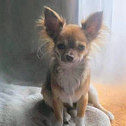 Poupette a rejoint le concours — aidez-le/la à gagner de superbes lots ! animal, canine, chihuahua, companion, curtain, cute, dog, domestic, ears, fur, furry, indoor, mammal, natural_light, pet, portrait, sitting, small_dog, soft_surface, window