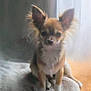 animal, canine, chihuahua, companion, curtain, cute, dog, domestic, ears, fur, furry, indoor, mammal, natural_light, pet, portrait, sitting, small_dog, soft_surface, window