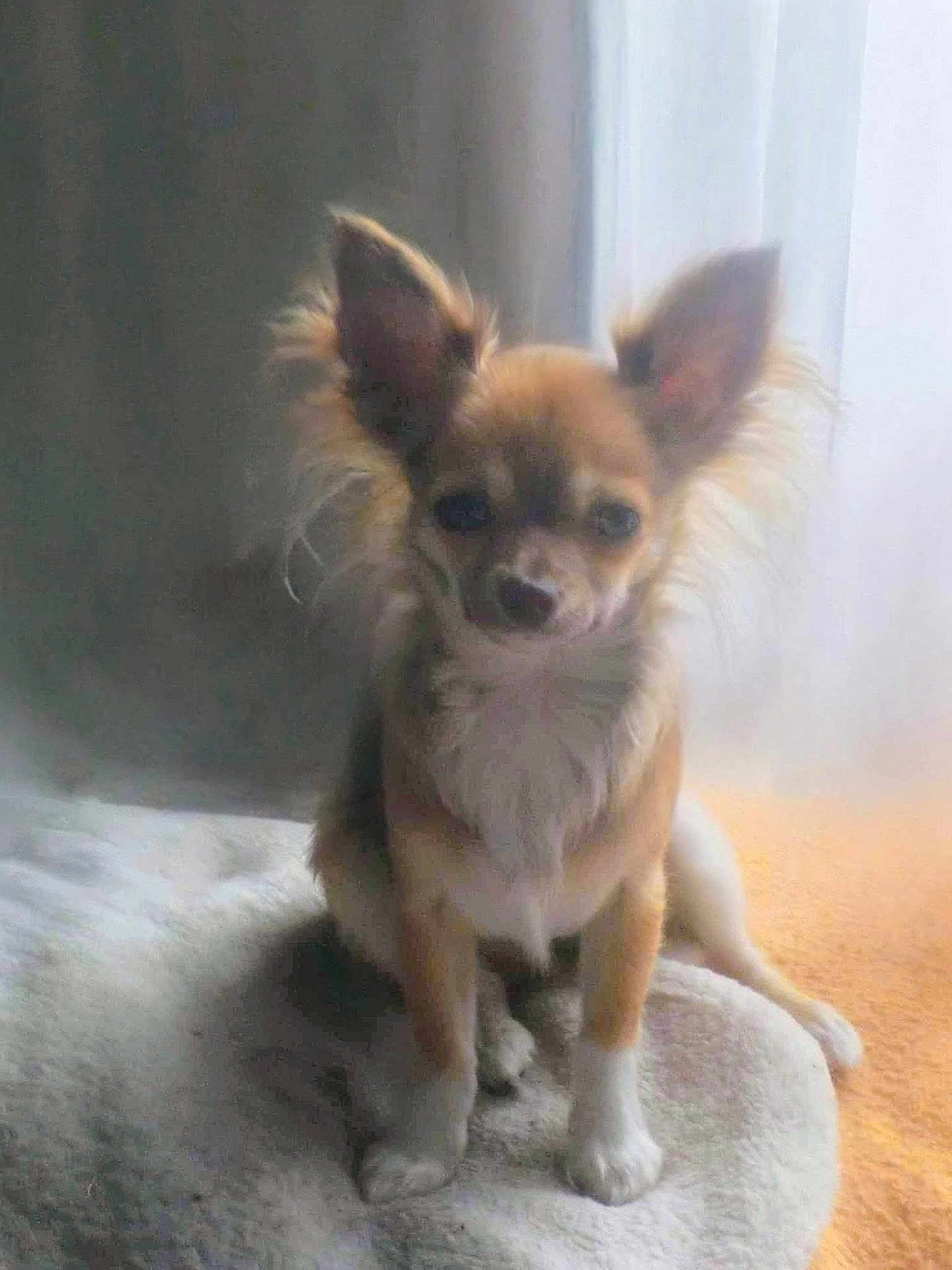 Poupette