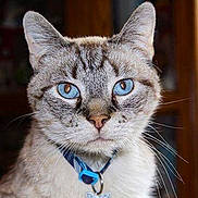 Bombay is registered to the contest to win money with this photo: