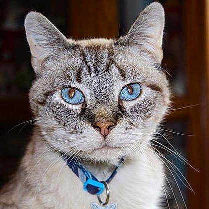 Bombay