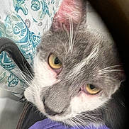 Nilo joined the competition — help win amazing prizes! cat, gray_cat, white_cat, golden_eyes, closeup, portrait, fur, whiskers, nose, ears, animal, pet, indoor, fabric, purple_shirt, patterned_background, grumpy_expression, staring, face, photography