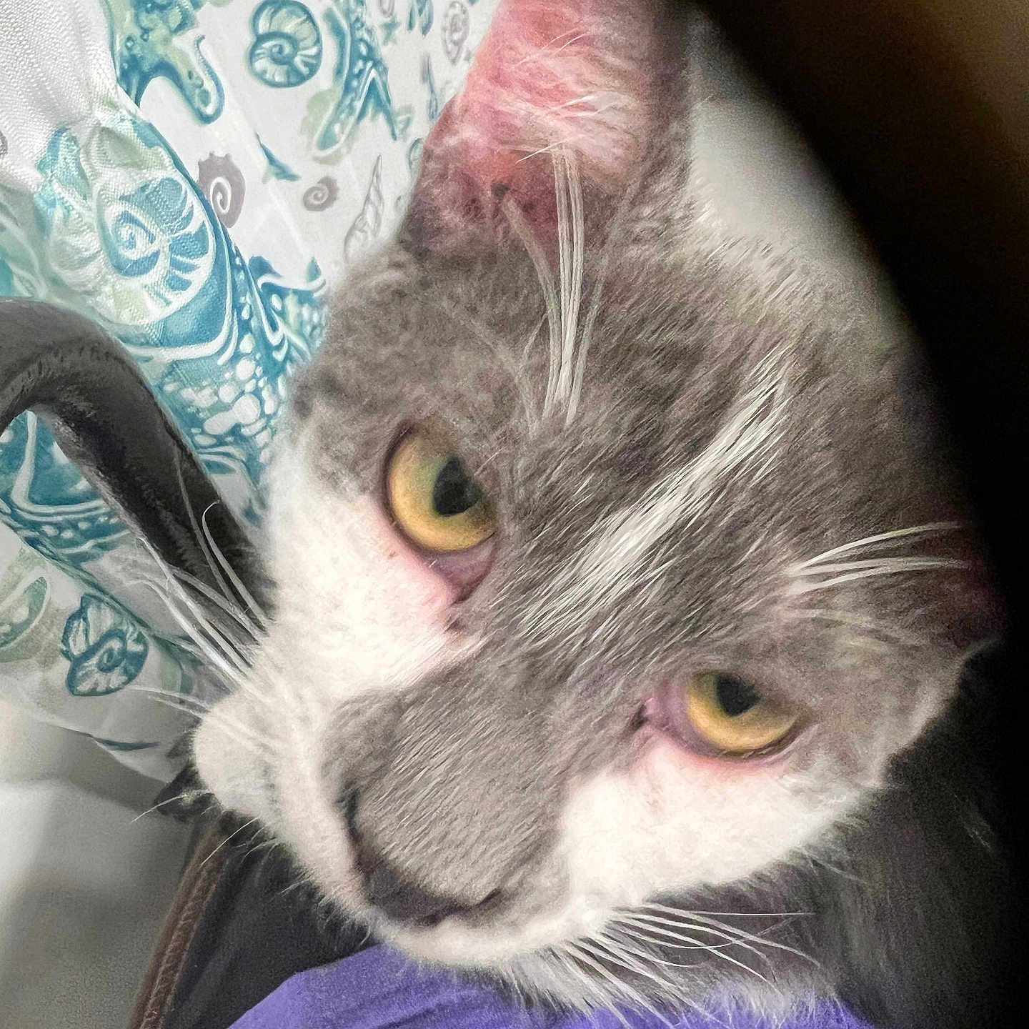 Nilo joined the competition — help win amazing prizes! cat, gray_cat, white_cat, golden_eyes, closeup, portrait, fur, whiskers, nose, ears, animal, pet, indoor, fabric, purple_shirt, patterned_background, grumpy_expression, staring, face, photography