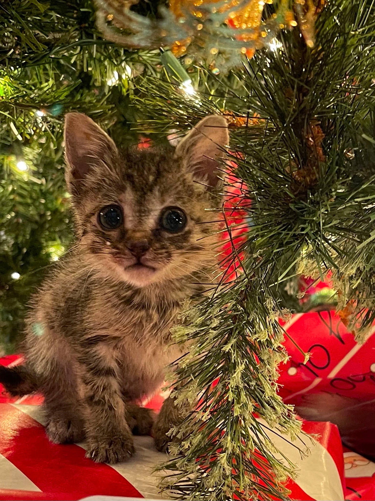 Justice joined the competition — help win amazing prizes! carnivore, cat, christmas, christmas_decoration, christmas_eve, christmas_ornament, christmas_tree, conifer, felidae, fir, fur, holiday, holiday_ornament, kitten, organism, ornament, pine_family, small_to_medium_sized_cats, snout, whiskers