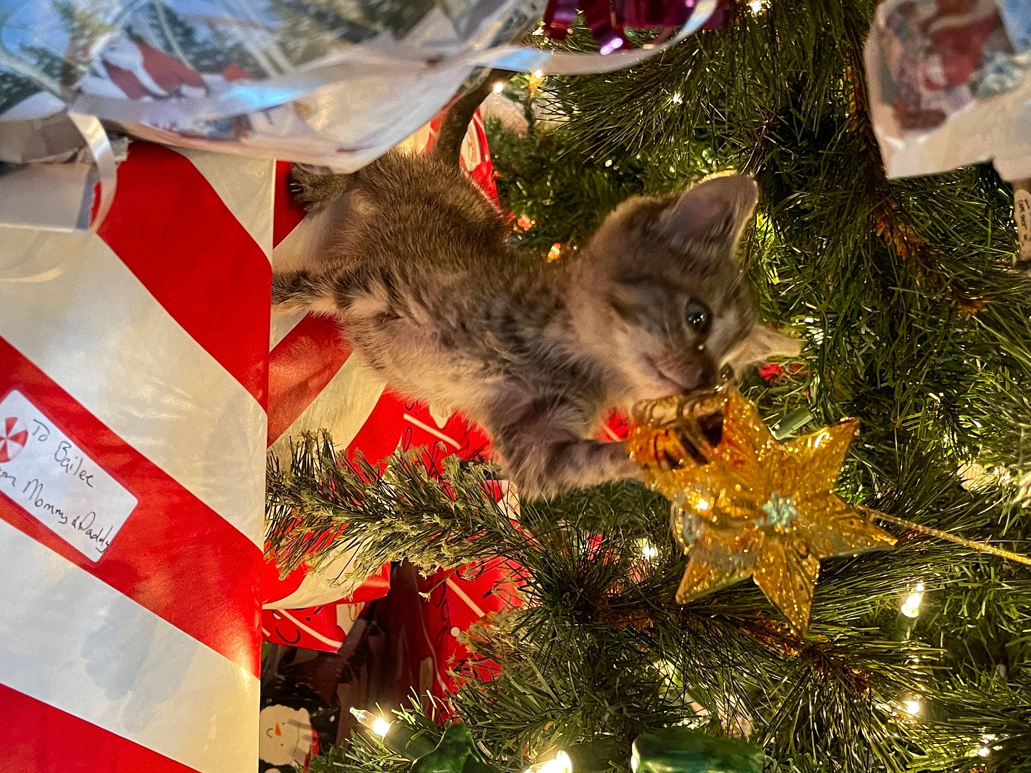 Justice is registered to the contest to win money with this photo: carnivore, cat, christmas, christmas_decoration, christmas_eve, christmas_ornament, christmas_tree, conifer, event, felidae, fir, fur, holiday, holiday_ornament, interior_design, ornament, pine_family, small_to_medium_sized_cats, tradition, whiskers