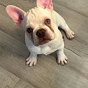 Archie is registered to the contest to win money with this photo: adorable, animal, canine, companion, curious, cute, dog, domestic_animal, ears, floor, french_bulldog, indoor, looking_up, pet, puppy, sitting, small_dog, white_dog, wooden_floor, young