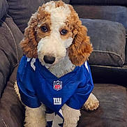 Lucy joined the competition — help win amazing prizes! animal, canine, chair, clothing, coat, cockerspaniel, couch, cushion, dog, furniture, homedecor, hound, jacket, knitwear, person, pet, poodle, puppy, sitting, terrier