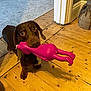 Donny joined the competition — help win amazing prizes! dog, dachshund, toy, rubber_chicken, wooden_floor, indoor, pet, brown_dog, playful, animal, flooring, looking_up, cute, domestic_animal, canine, small_dog, floorboards, chewing_toy, home, curious
