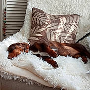 Donny is registered to the contest to win money with this photo: dog, dachshund, sleeping, blanket, couch, pillow, decorative_pillow, fluffy, brown_dog, indoor, cozy, pet, resting, furniture, home_decor, relaxation, animal, fur, collar, nap