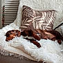 dog, dachshund, sleeping, blanket, couch, pillow, decorative_pillow, fluffy, brown_dog, indoor, cozy, pet, resting, furniture, home_decor, relaxation, animal, fur, collar, nap