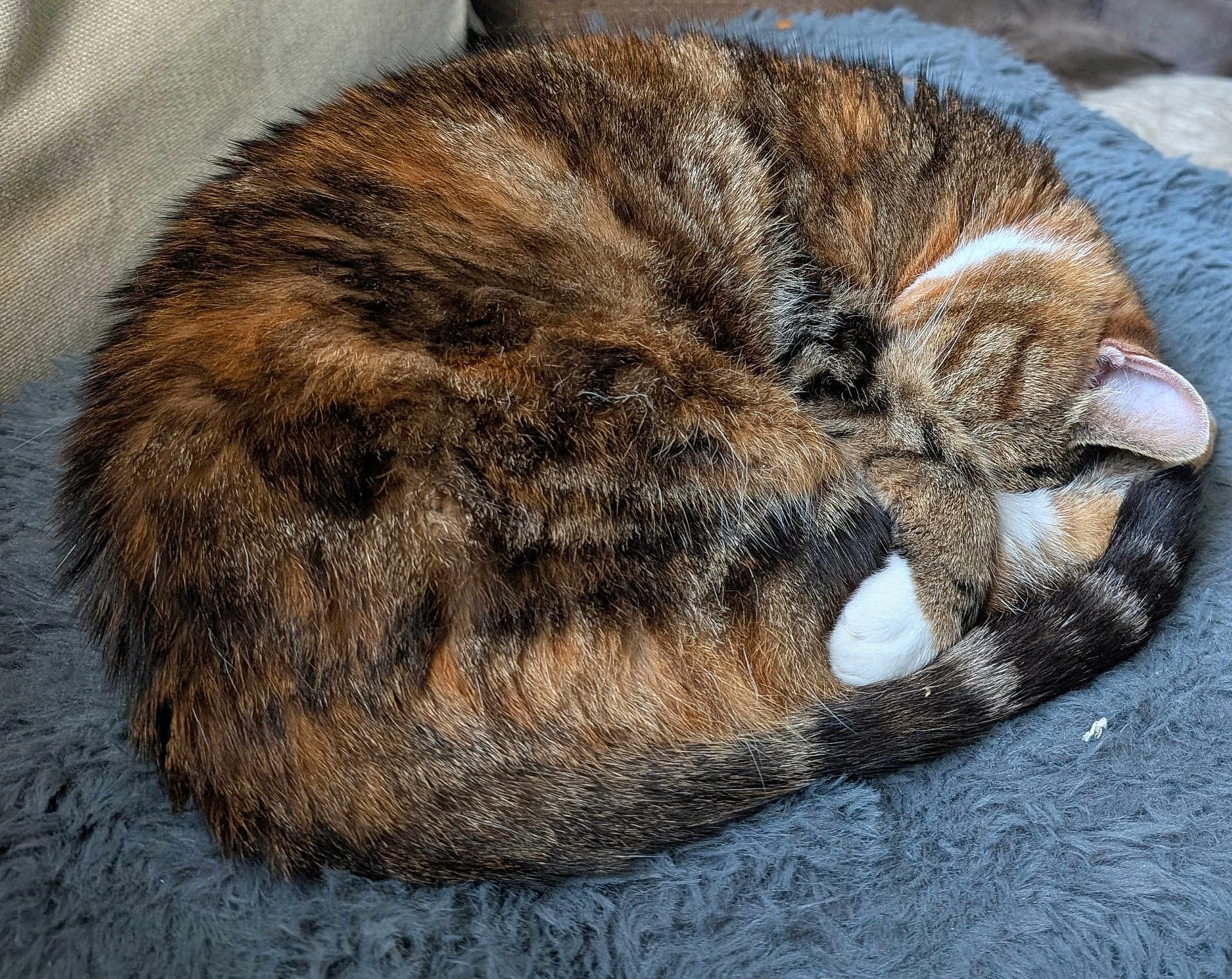 Tabitha is registered to the contest to win money with this photo: cat, sleeping, curled_up, fur, pet, tabby, cozy, blanket, indoor, resting, cute, animal, feline, paw, tail, relaxed, soft, domestic_animal, napping, fur_pattern