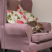 Tabitha is registered to the contest to win money with this photo: cat, tabby_cat, armchair, furniture, cushion, floral_pattern, indoor, pet, cozy, resting, fur, sleeping, domestic_animal, living_room, pink, pillow, relaxing, household, comfortable, quiet
