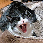 Big Boy joined the competition — help win amazing prizes! cat, pet_bed, yawning, black_and_white, indoor, animal, feline, wooden_floor, cozy, mouth_open, teeth, whiskers, relaxed, sleepy, fur, closeup, domestic_cat, resting, cute, home