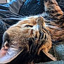 Monster is registered to the contest to win money with this photo: cat, tabby, whiskers, fur, ear, close_up, sleeping, resting, blanket, soft, cozy, indoor, pet, animal, feline, relaxed, texture, warm, comfort, nap
