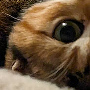 Monster joined the competition — help win amazing prizes! cat, close_up, eyes, fur, pet, animal, whiskers, blanket, soft, cozy, indoor, curious, cute, tabby, face, feline, resting, warm, comfort, texture