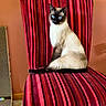 Klaus is registered to the contest to win money with this photo: cat, siamese_cat, striped_chair, red_chair, blue_eyes, indoor, furniture, carpet, scratching_post, pet, animal, cute, sitting, orange_wall, home, cozy, portrait, feline, domestic_cat, resting