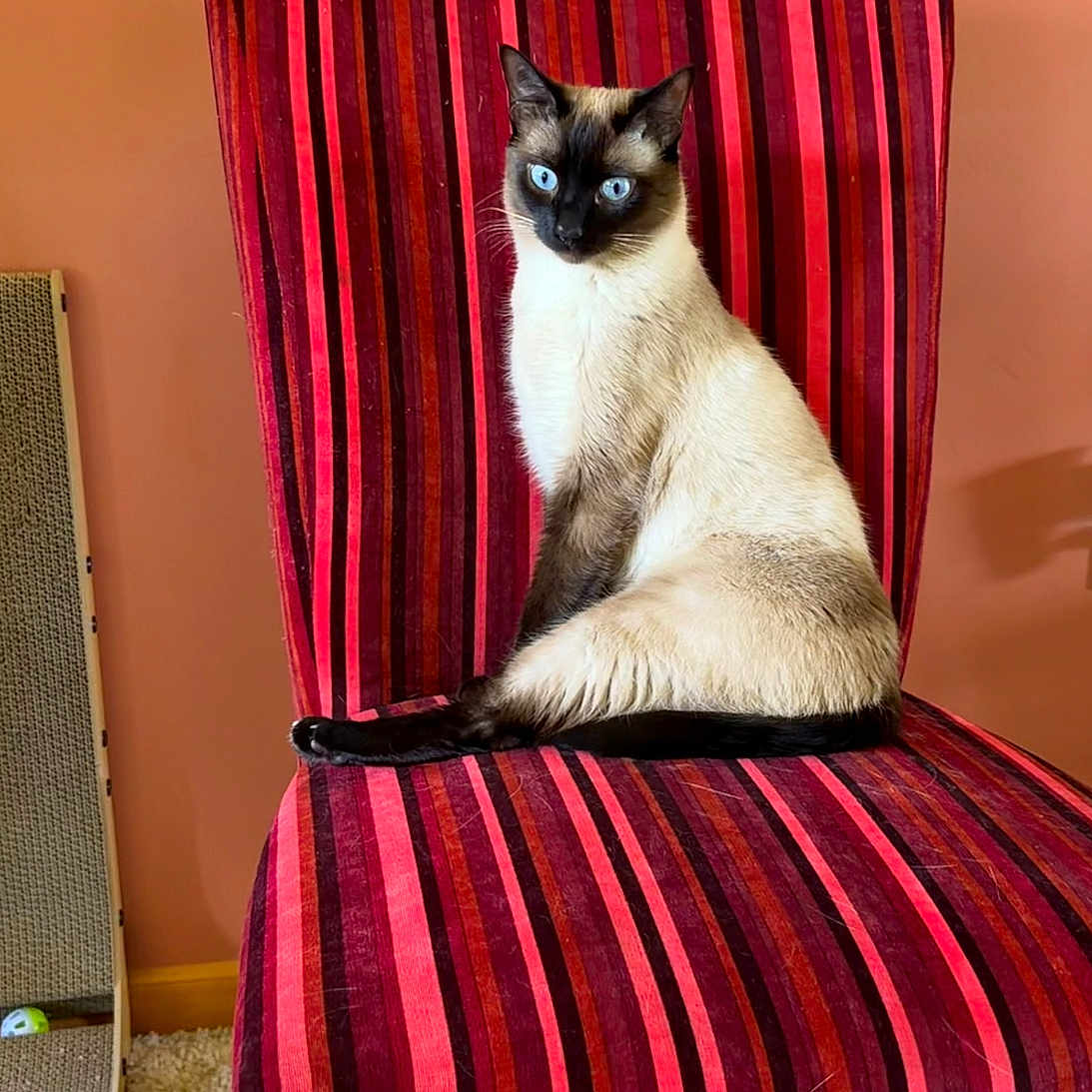 Klaus is registered to the contest to win money with this photo: cat, siamese_cat, striped_chair, red_chair, blue_eyes, indoor, furniture, carpet, scratching_post, pet, animal, cute, sitting, orange_wall, home, cozy, portrait, feline, domestic_cat, resting