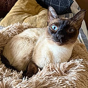 Klaus is registered to the contest to win money with this photo: cat, siamese_cat, blue_eyes, pet, animal, fluffy_blanket, pillows, cozy, indoor, resting, fur, whiskers, ears, face, muzzle, nose, relaxation, comfort, domestic, cute