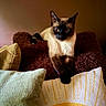 Klaus joined the competition — help win amazing prizes! cat, siamese_cat, pet, animal, feline, cushion, pillow, brown, yellow, indoor, cozy, relaxed, fur, whiskers, ears, eyes, resting, soft_texture, home, comfort