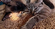 Klaus is registered to the contest to win money with this photo: cat, cats, feline, pet, animal, sleeping, resting, snuggling, carpet, fur, whiskers, paw, stretching, indoors, cozy, sunlight, relaxation, closeup, cute, companion