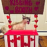 Tub is registered to the contest to win money with this photo: cat, kissing_booth, cardboard, red_hearts, tongue_out, indoor, wooden_floor, decorations, homemade, playful, pet, striped_pattern, sign, door, funny, animal, cute, love, pink, white