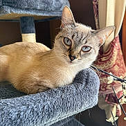 Tub joined the competition — help win amazing prizes! cat, siamese_cat, pet, animal, indoor, cat_tree, plush, blue_eyes, fur, whiskers, window, curtain, decor, light, cozy, relaxing, feline, close_up, portrait, resting