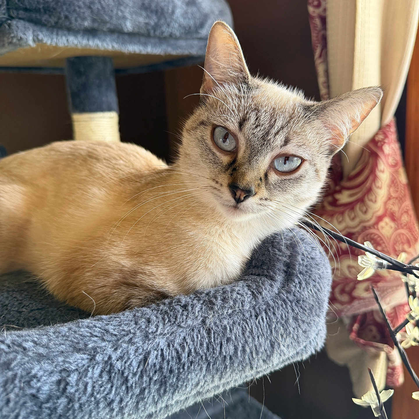 Tub joined the competition — help win amazing prizes! cat, siamese_cat, pet, animal, indoor, cat_tree, plush, blue_eyes, fur, whiskers, window, curtain, decor, light, cozy, relaxing, feline, close_up, portrait, resting