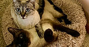 Tub joined the competition — help win amazing prizes! cat, cats, pet_bed, fluffy, tabby, siamese, blue_eyes, fur, cozy, indoor, carpet, snuggling, resting, cute, animal, mammal, domestic_animal, two_animals, relaxed, companion