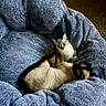 Tub is registered to the contest to win money with this photo: cat, cats, bean_bag, furniture, indoor, pet, animal, cozy, relaxing, fur, blue, plush, resting, two_animals, companion, cute, domestic, home, comfort, curious