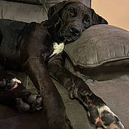 Wilfred joined the competition — help win amazing prizes! dog, black_dog, couch, pillow, resting, relaxed, indoor, pet, canine, fur, paw, white_patch, comfortable, laying_down, animal, mammal, domestic_animal, home, cozy, sleepy