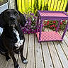 Wilfred joined the competition — help win amazing prizes! dog, black_dog, white_markings, pet, wooden_deck, purple_table, checkered_pattern, flowers, pink_flowers, greenery, outdoor, fence, patio, sunlight, animal, sitting, canine, nature, garden, summer