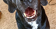 Wilfred is registered to the contest to win money with this photo: dog, black_dog, pet, canine, animal, indoor, carpet, white_markings, close_up, looking_up, happy, open_mouth, teeth, ears, fur, sitting, domestic_animal, companion, friendly, cute