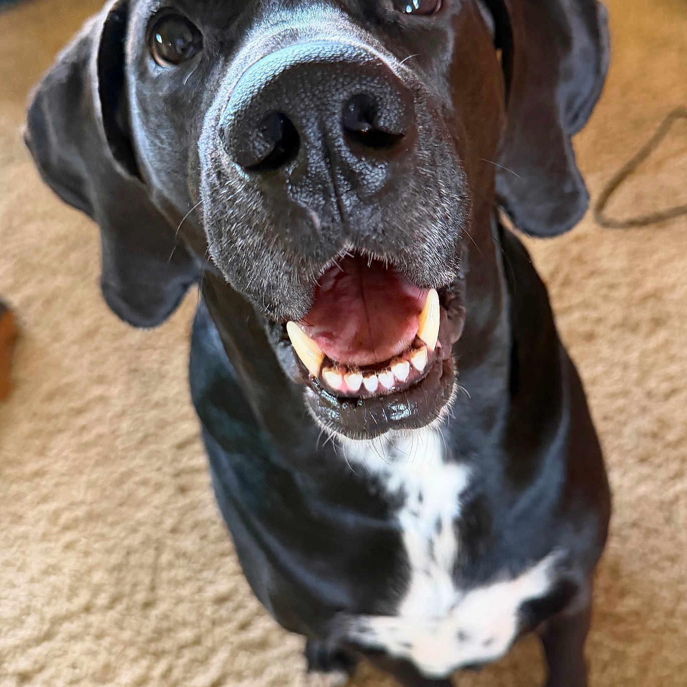 Wilfred is registered to the contest to win money with this photo: dog, black_dog, pet, canine, animal, indoor, carpet, white_markings, close_up, looking_up, happy, open_mouth, teeth, ears, fur, sitting, domestic_animal, companion, friendly, cute