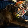 Wilfred is registered to the contest to win money with this photo: dog, brown_dog, couch, pillow, patterned_pillow, quilt, blanket, resting, nap, indoor, cozy, sleeping, pet, animal, fur, snuggling, comfort, soft_lighting, relaxation, closeup