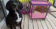 Wilfred joined the competition — help win amazing prizes! animal, black_dog, canine, checkered_pattern, daytime, dog, domestic_animal, fence, flowers, garden, greenery, nature, outdoor, patio, pet, purple_table, sitting, summer, sunlight, wooden_deck