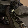 Wilfred joined the competition — help win amazing prizes! animal, black_dog, canine, comfort, couch, cozy, dog, domestic, fur, furniture, home, indoor, laying_down, mammal, paw, pet, pillow, relaxed, resting, sleepy