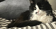 Stella is registered to the contest to win money with this photo: cat, black_and_white, striped_bedspread, pillow, indoor, pet, fur, whiskers, relaxed, bed, feline, animal, cute, resting, cozy, portrait, domestic, sleepy, laying_down, home