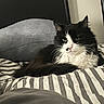 cat, black_and_white, striped_bedspread, pillow, indoor, pet, fur, whiskers, relaxed, bed, feline, animal, cute, resting, cozy, portrait, domestic, sleepy, laying_down, home