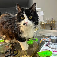 Stella joined the competition — help win amazing prizes! cat, black_and_white, fluffy, yellow_eyes, glass_table, scissors, craft_supplies, green_trays, indoor, curious, pet, feline, whiskers, closeup, domestic_animal, tabletop, household_items, playful, focused, room