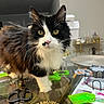 cat, black_and_white, fluffy, yellow_eyes, glass_table, scissors, craft_supplies, green_trays, indoor, curious, pet, feline, whiskers, closeup, domestic_animal, tabletop, household_items, playful, focused, room