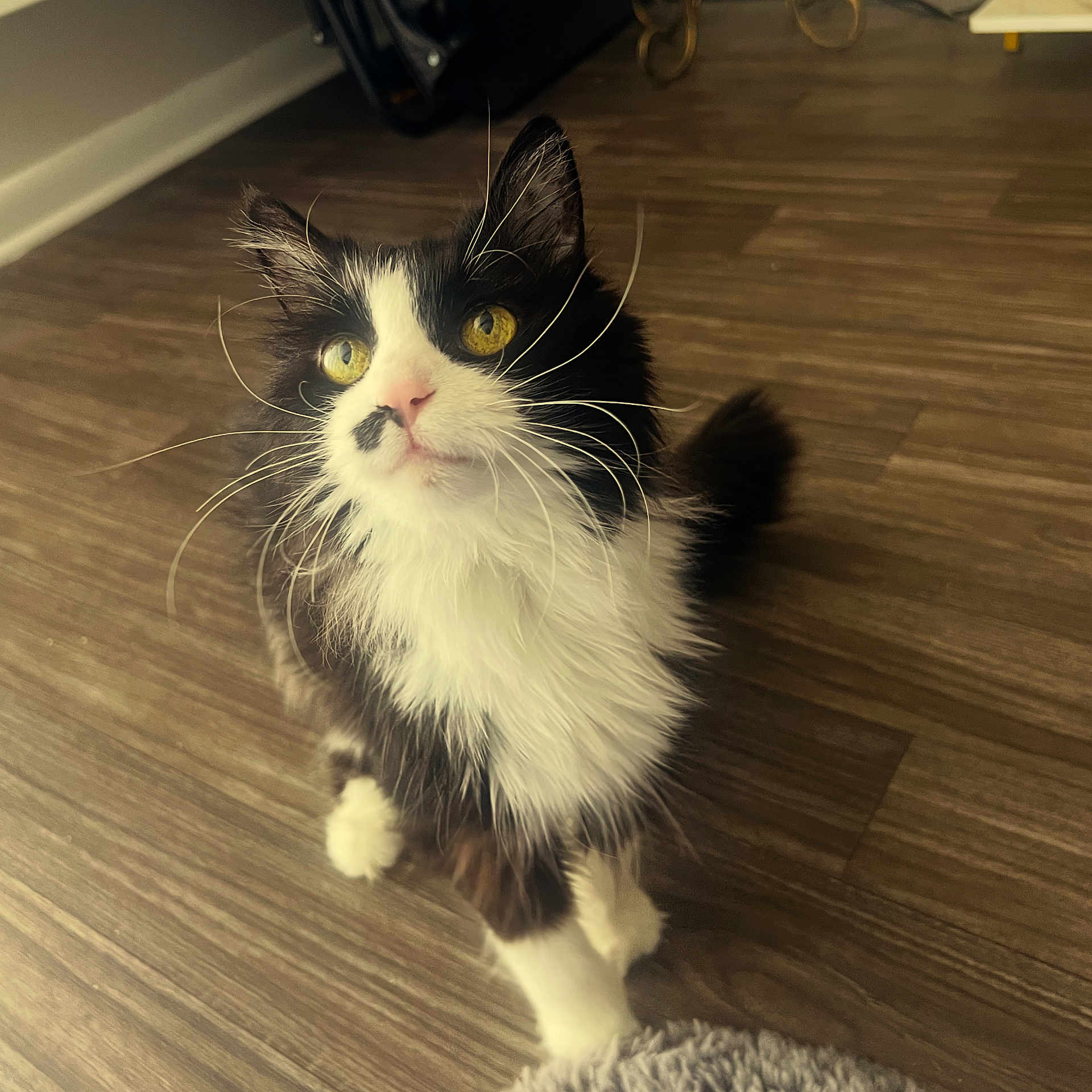 Stella is registered to the contest to win money with this photo: cat, animal, pet, feline, black_and_white, whiskers, yellow_eyes, fur, indoor, wooden_floor, curious, looking_up, close_up, cute, fluffy, domestic, mammal, young_cat, playful, household_pet