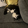 Stella joined the competition — help win amazing prizes! cat, black_and_white, fluffy, upside_down, couch, gray_couch, pillows, gold_pillow, ghost_pillow, indoor, pet, relaxed, fur, whiskers, yellow_eyes, cozy, household, furniture, cute, curious