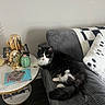 Stella is registered to the contest to win money with this photo: cat, black_and_white_cat, couch, gray_couch, blanket, decor, golden_cactus, green_cactus, table, books, living_room, indoor, furniture, floor, wall, butterfly_decor, relaxing_cat, cozy, pet, houseplant_decor