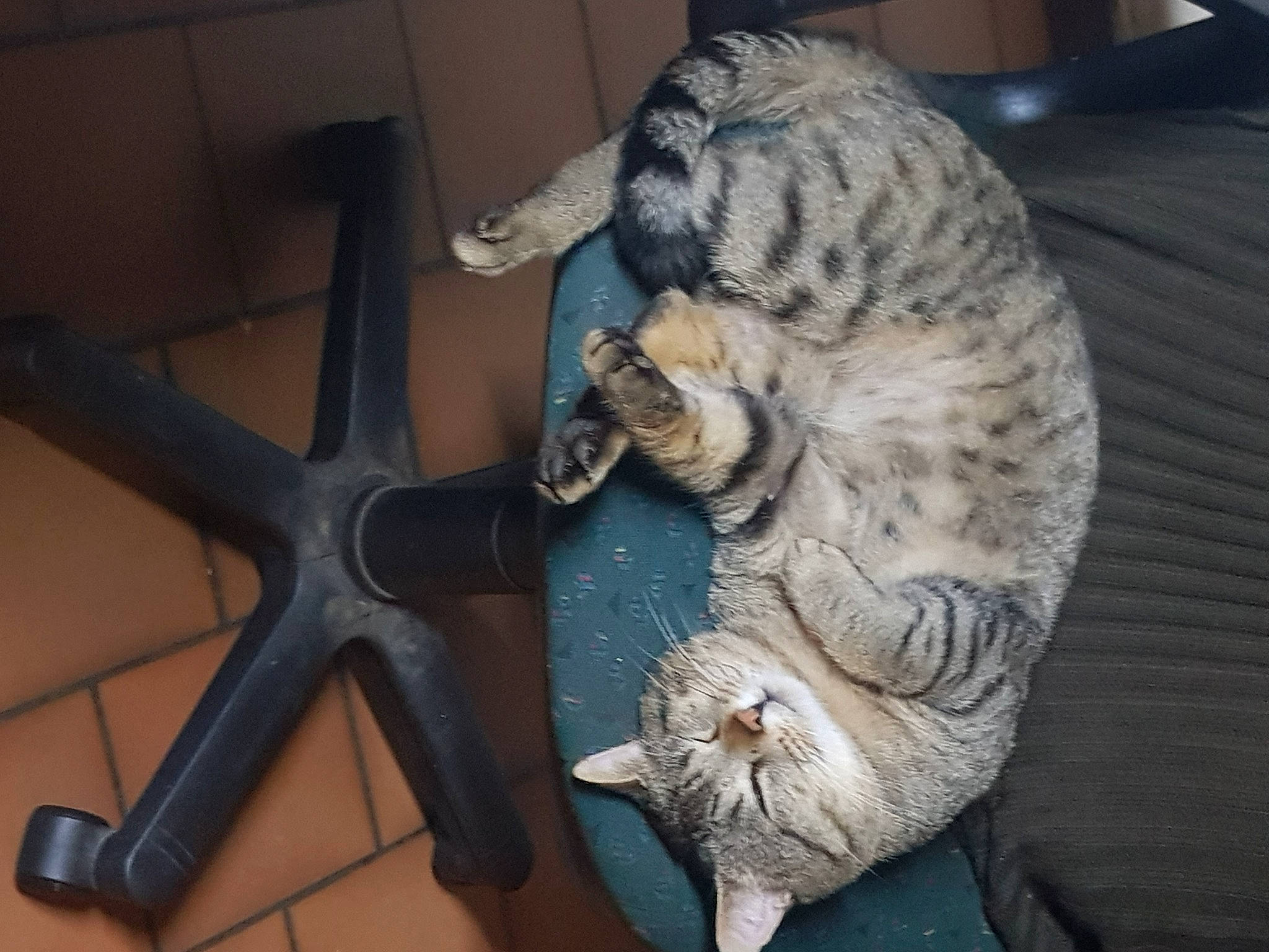 Oops participe au concours pour gagner de l'argent avec cette photo : artifact, carnivore, cat, claw, comfort, cross, domestic_short_haired_cat, felidae, fur, metal, paw, small_to_medium_sized_cats, tail, terrestrial_animal, whiskers, wood