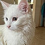 Diamant participe au concours pour gagner de l'argent avec cette photo : animal, calm, cat, close_up, cute, domestic_animal, ears, eyes, feline, fur, household, indoor, looking_away, mammal, nose, pet, portrait, soft_texture, whiskers, white_cat